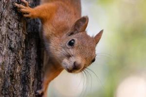 Squirrel on the tree photo