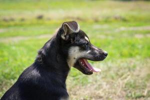 puppy on the grass photo