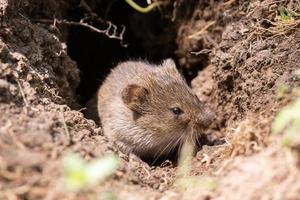 The striped field mouse photo