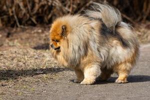 perro mascota chow chow foto