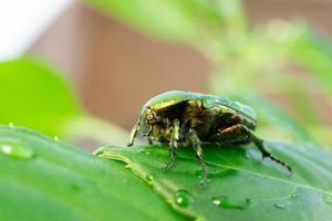 cetonia aurata hoja verde foto