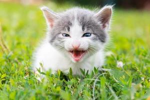 kitten on the grass photo