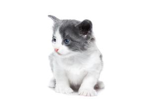 gatito sobre un fondo blanco foto