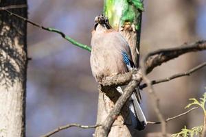 arrendajo euroasiático garrulus glandarius foto