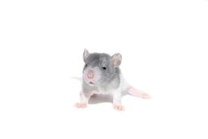 rat on white background photo