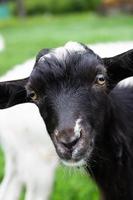 goat on grass photo