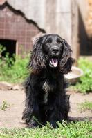 cocker spaniel cuida la casa foto