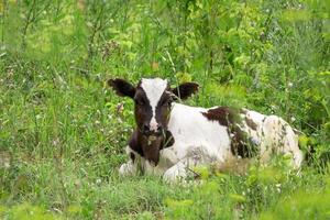 cow calf in the meadow photo