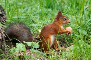 A squirrel with a nut photo