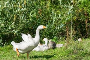 goose on grass photo