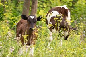 cow calf in the meadow photo