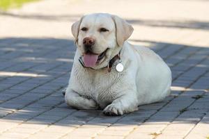 labrador retriever dog with ball photo