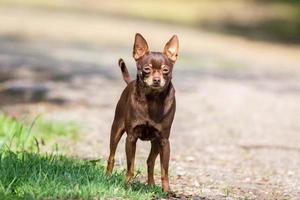 Chihuahua dog on the grass photo