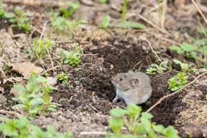 The striped field mouse photo