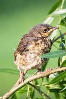 nestling thrush the Fieldfare photo