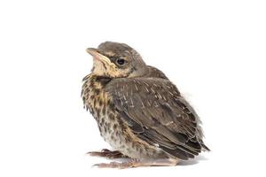 song thrush white background photo