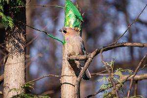 arrendajo euroasiático garrulus glandarius foto