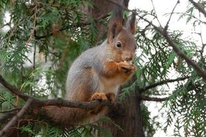 Squirrel in the autumn park photo