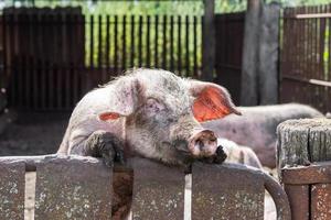 pink pig in the mud photo