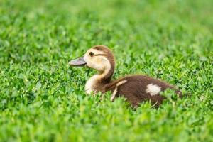 patito en la hierba foto