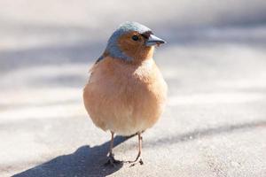 Chaffinch on a branch photo