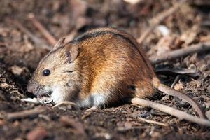 The striped field mouse photo