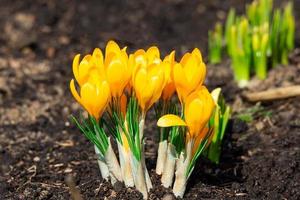 Yellow crocus flowers photo