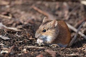 The striped field mouse photo