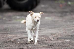 stray dog in the Park photo