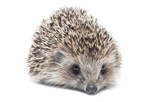 Hedgehog isolate on white background photo