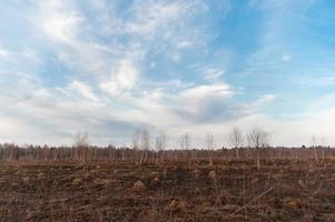 Field in the anthills photo