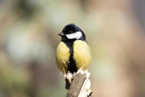 Great Tit Parus major photo