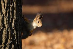 Squirrel in the autumn park photo