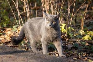 cat Russian blue photo