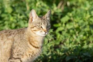 gato gris sobre hierba foto