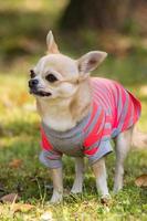 Chihuahua dog on the grass photo