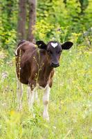 becerro de vaca en el prado foto