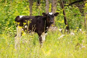 cow calf in the meadow photo