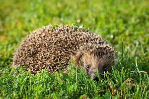 hedgehog on the grass photo