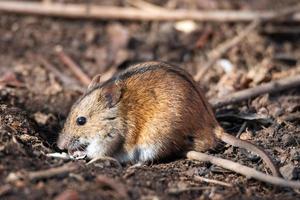 el raton de campo rayado foto