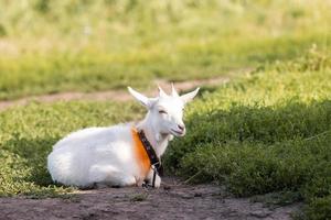 cabra sobre hierba foto