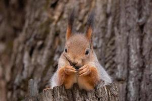 squirrel in autumn Park photo