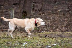 labrador retriever yellow photo