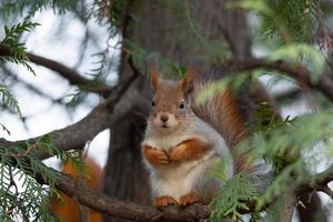 ardilla en el parque de otoño foto