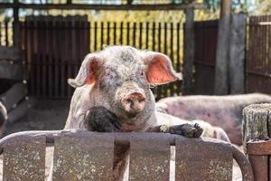 pink pig in the mud photo