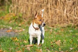 Jack Russell Terrier photo