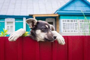 cuidado con el perro malvado foto