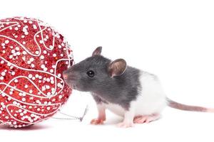 rat on white background photo