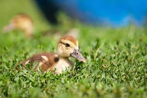 duckling on the grass photo