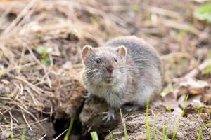 el raton de campo rayado foto